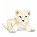 Picture of Tiny Lion _GroupedProduct_Square_Mini_ _GroupedProduct_Square_Unframed_Print_Only_