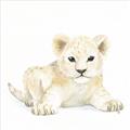 Picture of Tiny Lion _GroupedProduct_Square_Mini_ _GroupedProduct_Square_Unframed_Print_Only_