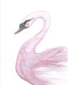 Picture of Pink Swan _GroupedProduct_Rectangle_Portrait_Mini_ _GroupedProduct_Rectangle_Portrait_Unframed_Print_Only_