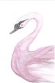 Picture of Pink Swan _GroupedProduct_Rectangle_Portrait_Mini_ _GroupedProduct_Rectangle_Portrait_Unframed_Print_Only_
