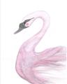 Picture of Pink Swan _GroupedProduct_Rectangle_Portrait_Mini_ _GroupedProduct_Rectangle_Portrait_Unframed_Print_Only_