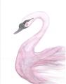Picture of Pink Swan _GroupedProduct_Rectangle_Portrait_Mini_ _GroupedProduct_Rectangle_Portrait_Unframed_Print_Only_