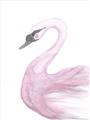 Picture of Pink Swan _GroupedProduct_Rectangle_Portrait_Mini_ _GroupedProduct_Rectangle_Portrait_Unframed_Print_Only_