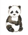 Picture of Panda Babe _GroupedProduct_Rectangle_Portrait_Mini_ _GroupedProduct_Rectangle_Portrait_Unframed_Print_Only_