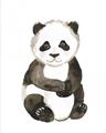 Picture of Panda Babe _GroupedProduct_Rectangle_Portrait_Mini_ _GroupedProduct_Rectangle_Portrait_Unframed_Print_Only_