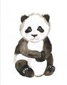Picture of Panda Babe _GroupedProduct_Rectangle_Portrait_Mini_ _GroupedProduct_Rectangle_Portrait_Unframed_Print_Only_