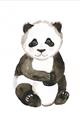 Picture of Panda Babe _GroupedProduct_Rectangle_Portrait_Mini_ _GroupedProduct_Rectangle_Portrait_Unframed_Print_Only_
