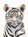 Picture of Tiger Babe _GroupedProduct_Rectangle_Portrait_Mini_ _GroupedProduct_Rectangle_Portrait_Unframed_Print_Only_