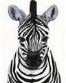 Picture of Zebra Babe _GroupedProduct_Rectangle_Portrait_Mini_ _GroupedProduct_Rectangle_Portrait_Unframed_Print_Only_