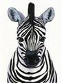 Picture of Zebra Babe _GroupedProduct_Rectangle_Portrait_Mini_ _GroupedProduct_Rectangle_Portrait_Unframed_Print_Only_