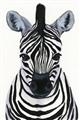 Picture of Zebra Babe _GroupedProduct_Rectangle_Portrait_Mini_ _GroupedProduct_Rectangle_Portrait_Unframed_Print_Only_