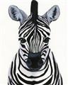 Picture of Zebra Babe _GroupedProduct_Rectangle_Portrait_Mini_ _GroupedProduct_Rectangle_Portrait_Unframed_Print_Only_