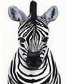 Picture of Zebra Babe _GroupedProduct_Rectangle_Portrait_Mini_ _GroupedProduct_Rectangle_Portrait_Unframed_Print_Only_