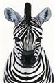 Picture of Zebra Babe _GroupedProduct_Rectangle_Portrait_Mini_ _GroupedProduct_Rectangle_Portrait_Unframed_Print_Only_