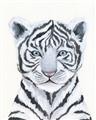 Picture of White Tiger Babe _GroupedProduct_Rectangle_Portrait_Mini_ _GroupedProduct_Rectangle_Portrait_Unframed_Print_Only_