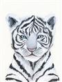 Picture of White Tiger Babe _GroupedProduct_Rectangle_Portrait_Mini_ _GroupedProduct_Rectangle_Portrait_Unframed_Print_Only_