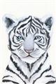 Picture of White Tiger Babe _GroupedProduct_Rectangle_Portrait_Mini_ _GroupedProduct_Rectangle_Portrait_Unframed_Print_Only_