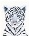 Picture of White Tiger Babe _GroupedProduct_Rectangle_Portrait_Mini_ _GroupedProduct_Rectangle_Portrait_Unframed_Print_Only_