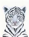 Picture of White Tiger Babe _GroupedProduct_Rectangle_Portrait_Mini_ _GroupedProduct_Rectangle_Portrait_Unframed_Print_Only_
