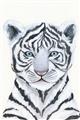 Picture of White Tiger Babe _GroupedProduct_Rectangle_Portrait_Mini_ _GroupedProduct_Rectangle_Portrait_Unframed_Print_Only_