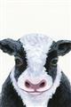 Picture of Big Farm Cow _GroupedProduct_Rectangle_Portrait_Mini_ _GroupedProduct_Rectangle_Portrait_Unframed_Print_Only_