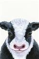 Picture of Big Farm Cow _GroupedProduct_Rectangle_Portrait_Mini_ _GroupedProduct_Rectangle_Portrait_Unframed_Print_Only_
