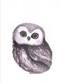 Picture of Little Farm Owl _GroupedProduct_Rectangle_Portrait_Mini_ _GroupedProduct_Rectangle_Portrait_Unframed_Print_Only_