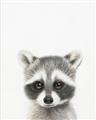 Picture of Coon Baby _GroupedProduct_Rectangle_Portrait_Mini_ _GroupedProduct_Rectangle_Portrait_Unframed_Print_Only_