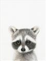 Picture of Coon Baby _GroupedProduct_Rectangle_Portrait_Mini_ _GroupedProduct_Rectangle_Portrait_Unframed_Print_Only_