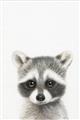 Picture of Coon Baby _GroupedProduct_Rectangle_Portrait_Mini_ _GroupedProduct_Rectangle_Portrait_Unframed_Print_Only_