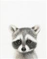 Picture of Coon Baby _GroupedProduct_Rectangle_Portrait_Mini_ _GroupedProduct_Rectangle_Portrait_Unframed_Print_Only_