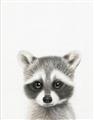 Picture of Coon Baby _GroupedProduct_Rectangle_Portrait_Mini_ _GroupedProduct_Rectangle_Portrait_Unframed_Print_Only_
