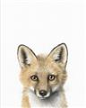 Picture of Foxy Baby _GroupedProduct_Rectangle_Portrait_Mini_ _GroupedProduct_Rectangle_Portrait_Unframed_Print_Only_