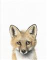 Picture of Foxy Baby _GroupedProduct_Rectangle_Portrait_Mini_ _GroupedProduct_Rectangle_Portrait_Unframed_Print_Only_