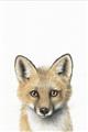 Picture of Foxy Baby _GroupedProduct_Rectangle_Portrait_Mini_ _GroupedProduct_Rectangle_Portrait_Unframed_Print_Only_