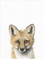 Picture of Foxy Baby _GroupedProduct_Rectangle_Portrait_Mini_ _GroupedProduct_Rectangle_Portrait_Unframed_Print_Only_