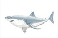 Picture of Great White Shark _GroupedProduct_Rectangle_Landscape_Mini_ _GroupedProduct_Rectangle_Landscape_Unframed_Print_Only_