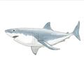 Picture of Great White Shark _GroupedProduct_Rectangle_Landscape_Mini_ _GroupedProduct_Rectangle_Landscape_Unframed_Print_Only_