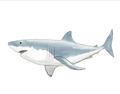 Picture of Great White Shark _GroupedProduct_Rectangle_Landscape_Mini_ _GroupedProduct_Rectangle_Landscape_Unframed_Print_Only_