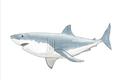 Picture of Great White Shark _GroupedProduct_Rectangle_Landscape_Mini_ _GroupedProduct_Rectangle_Landscape_Unframed_Print_Only_