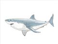 Picture of Great White Shark _GroupedProduct_Rectangle_Landscape_Mini_ _GroupedProduct_Rectangle_Landscape_Unframed_Print_Only_