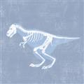 Picture of Blue X-ray Dino II _GroupedProduct_Square_Mini_ _GroupedProduct_Square_Unframed_Print_Only_
