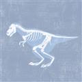Picture of Blue X-ray Dino II _GroupedProduct_Square_Mini_ _GroupedProduct_Square_Unframed_Print_Only_