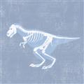 Picture of Blue X-ray Dino II _GroupedProduct_Square_Mini_ _GroupedProduct_Square_Unframed_Print_Only_
