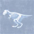 Picture of Blue X-ray Dino II _GroupedProduct_Square_Mini_ _GroupedProduct_Square_Unframed_Print_Only_