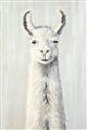 Picture of Brown and White Llama _GroupedProduct_Rectangle_Portrait_Mini_ _GroupedProduct_Rectangle_Portrait_Unframed_Print_Only_