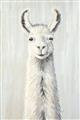 Picture of Brown and White Llama _GroupedProduct_Rectangle_Portrait_Mini_ _GroupedProduct_Rectangle_Portrait_Unframed_Print_Only_