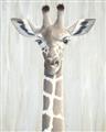 Picture of Close-up Giraffe _GroupedProduct_Rectangle_Portrait_Mini_ _GroupedProduct_Rectangle_Portrait_Unframed_Print_Only_