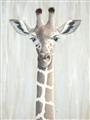 Picture of Close-up Giraffe _GroupedProduct_Rectangle_Portrait_Mini_ _GroupedProduct_Rectangle_Portrait_Unframed_Print_Only_