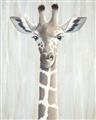 Picture of Close-up Giraffe _GroupedProduct_Rectangle_Portrait_Mini_ _GroupedProduct_Rectangle_Portrait_Unframed_Print_Only_